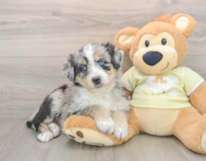 5 week old Mini Huskydoodle Puppy For Sale - Lone Star Pups