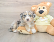 8 week old Mini Huskydoodle Puppy For Sale - Lone Star Pups