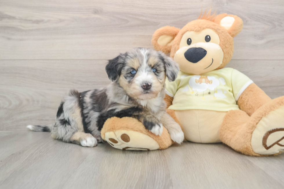 Mini Huskydoodle Pup Being Cute