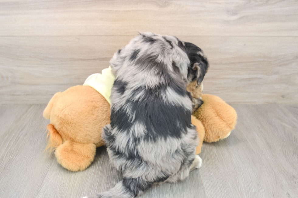 Mini Huskydoodle Pup Being Cute