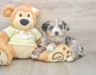 6 week old Mini Huskydoodle Puppy For Sale - Lone Star Pups