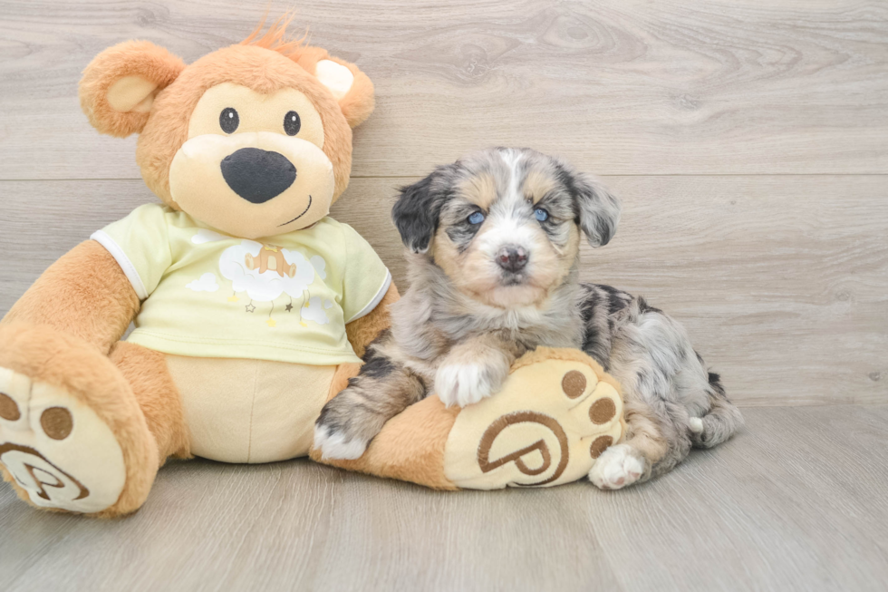 Cute Mini Huskydoodle Baby