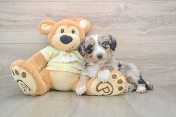 Cute Huskypoo Poodle Mix Puppy