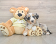 5 week old Mini Huskydoodle Puppy For Sale - Lone Star Pups