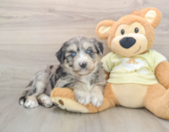 5 week old Mini Huskydoodle Puppy For Sale - Lone Star Pups