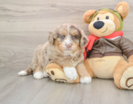 5 week old Mini Huskydoodle Puppy For Sale - Lone Star Pups