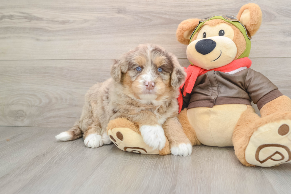 Best Mini Huskydoodle Baby