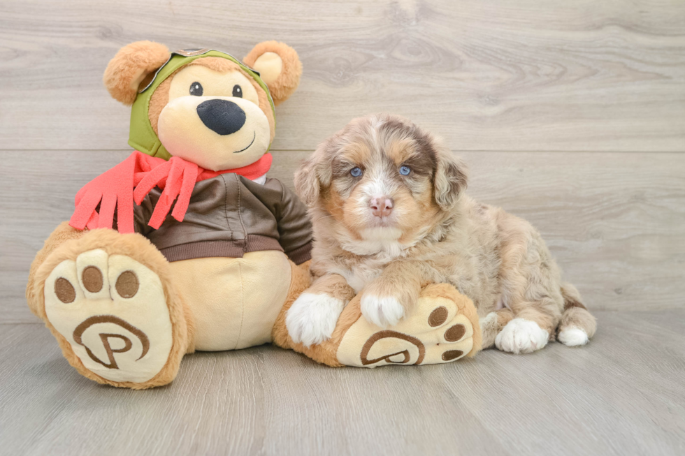 Cute Mini Huskydoodle Poodle Mix Pup