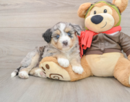 5 week old Mini Huskydoodle Puppy For Sale - Lone Star Pups