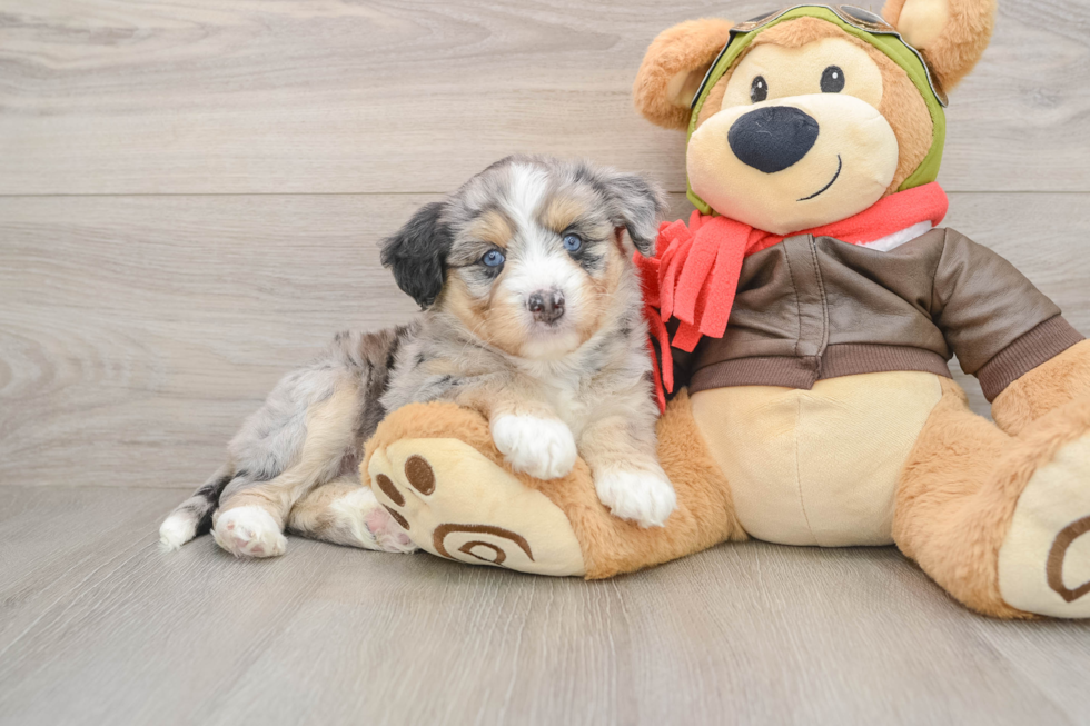 Cute Mini Huskydoodle Poodle Mix Pup