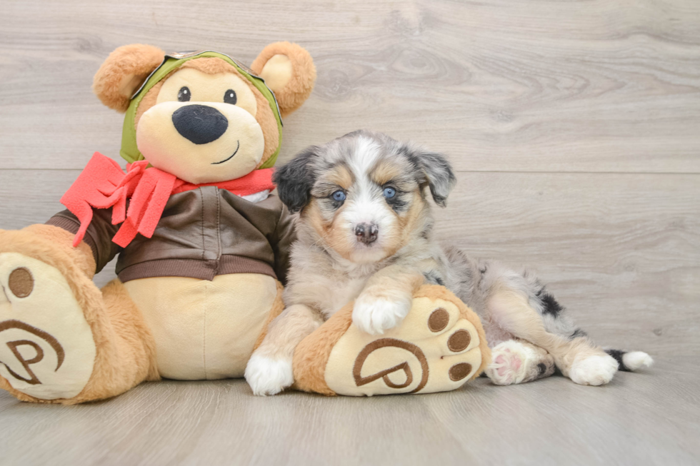 Cute Husky Doodle Poodle Mix Puppy