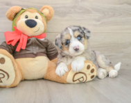 7 week old Mini Huskydoodle Puppy For Sale - Lone Star Pups