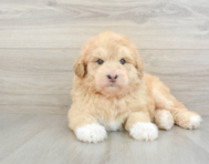 5 week old Mini Huskydoodle Puppy For Sale - Lone Star Pups