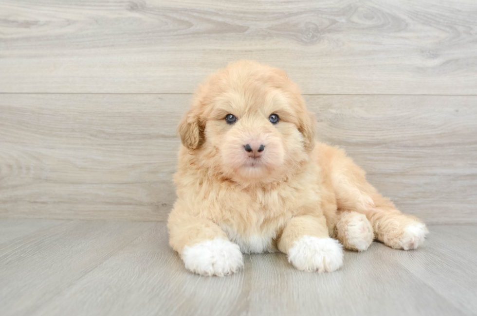 5 week old Mini Huskydoodle Puppy For Sale - Lone Star Pups