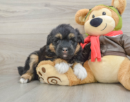 5 week old Mini Huskydoodle Puppy For Sale - Lone Star Pups