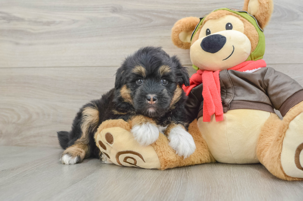 5 week old Mini Huskydoodle Puppy For Sale - Lone Star Pups