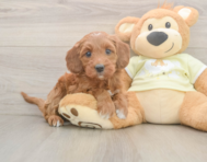 5 week old Mini Irish Doodle Puppy For Sale - Lone Star Pups