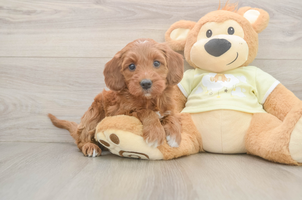 6 week old Mini Irish Doodle Puppy For Sale - Lone Star Pups