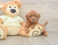 5 week old Mini Irish Doodle Puppy For Sale - Lone Star Pups