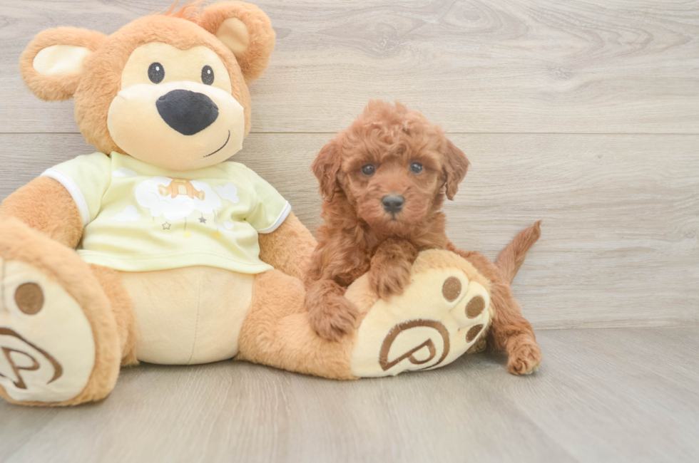 6 week old Mini Irish Doodle Puppy For Sale - Lone Star Pups