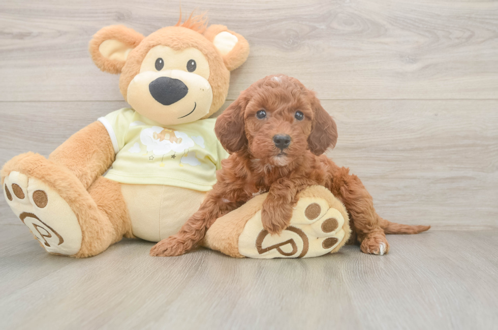6 week old Mini Irish Doodle Puppy For Sale - Lone Star Pups