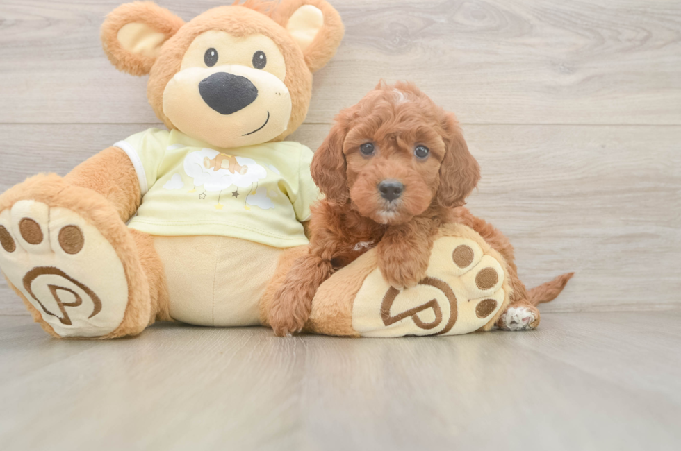 6 week old Mini Irish Doodle Puppy For Sale - Lone Star Pups