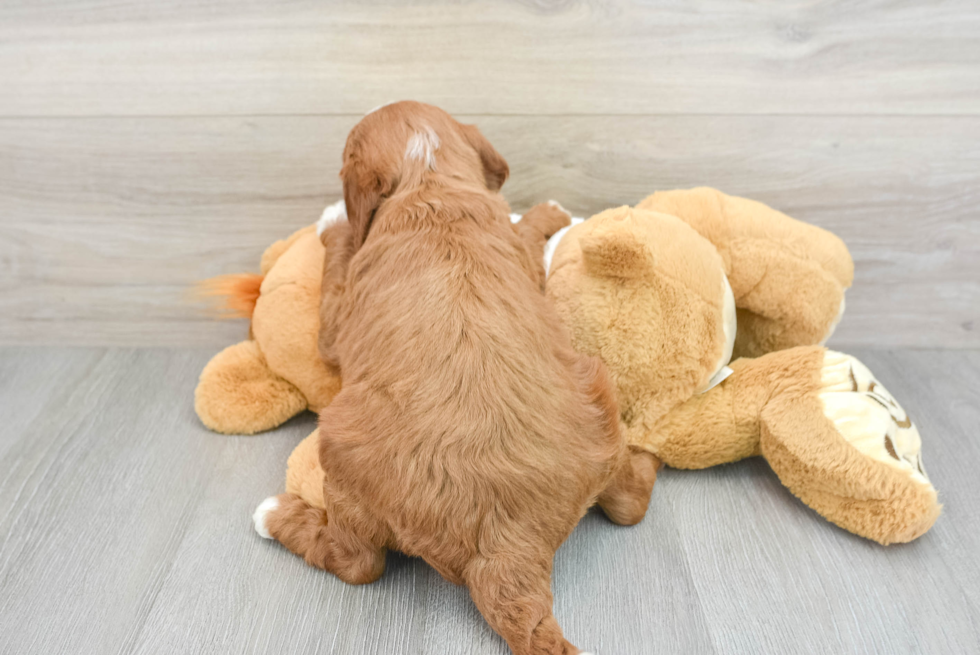 Playful Irish Doodle Poodle Mix Puppy