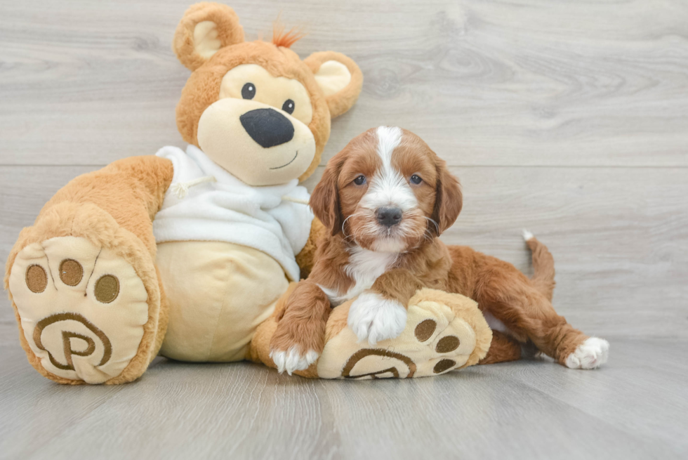 Fluffy Mini Irish Doodle Poodle Mix Pup