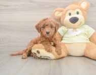 5 week old Mini Irish Doodle Puppy For Sale - Lone Star Pups