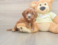 6 week old Mini Irish Doodle Puppy For Sale - Lone Star Pups