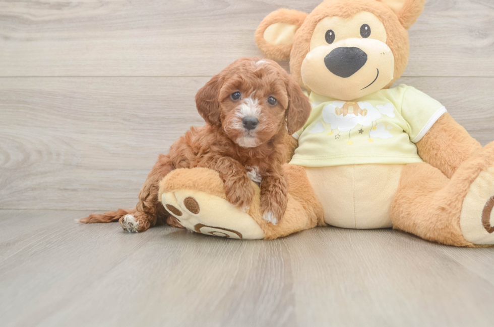 6 week old Mini Irish Doodle Puppy For Sale - Lone Star Pups