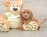 6 week old Mini Irish Doodle Puppy For Sale - Lone Star Pups