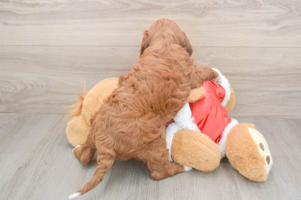 Energetic Setterdoodle Poodle Mix Puppy