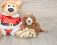 5 week old Mini Irish Doodle Puppy For Sale - Lone Star Pups