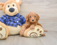 5 week old Mini Irish Doodle Puppy For Sale - Lone Star Pups