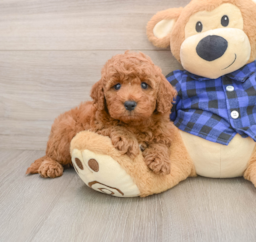 5 week old Mini Irish Doodle Puppy For Sale - Lone Star Pups