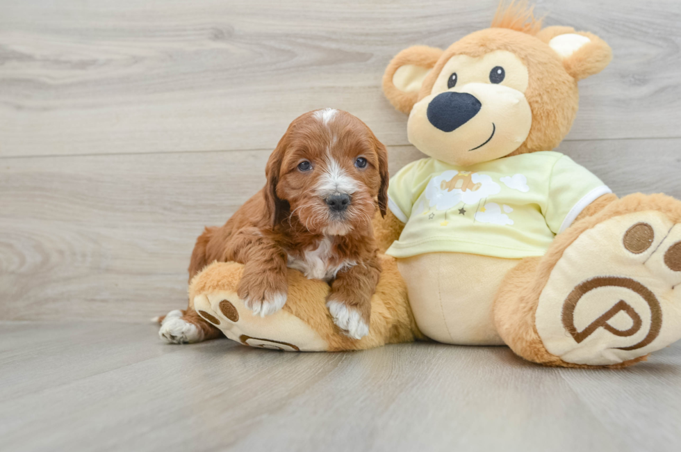 6 week old Mini Irish Doodle Puppy For Sale - Lone Star Pups