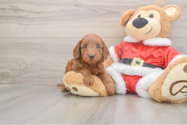 Friendly Mini Irish Doodle Baby