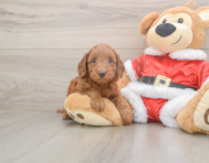 5 week old Mini Irish Doodle Puppy For Sale - Lone Star Pups