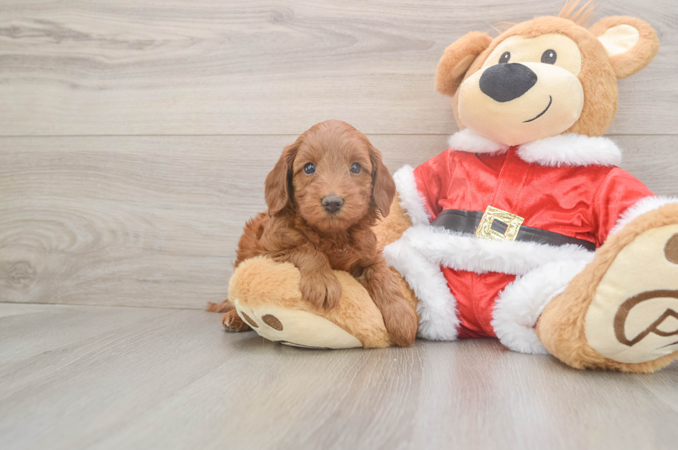 5 week old Mini Irish Doodle Puppy For Sale - Lone Star Pups