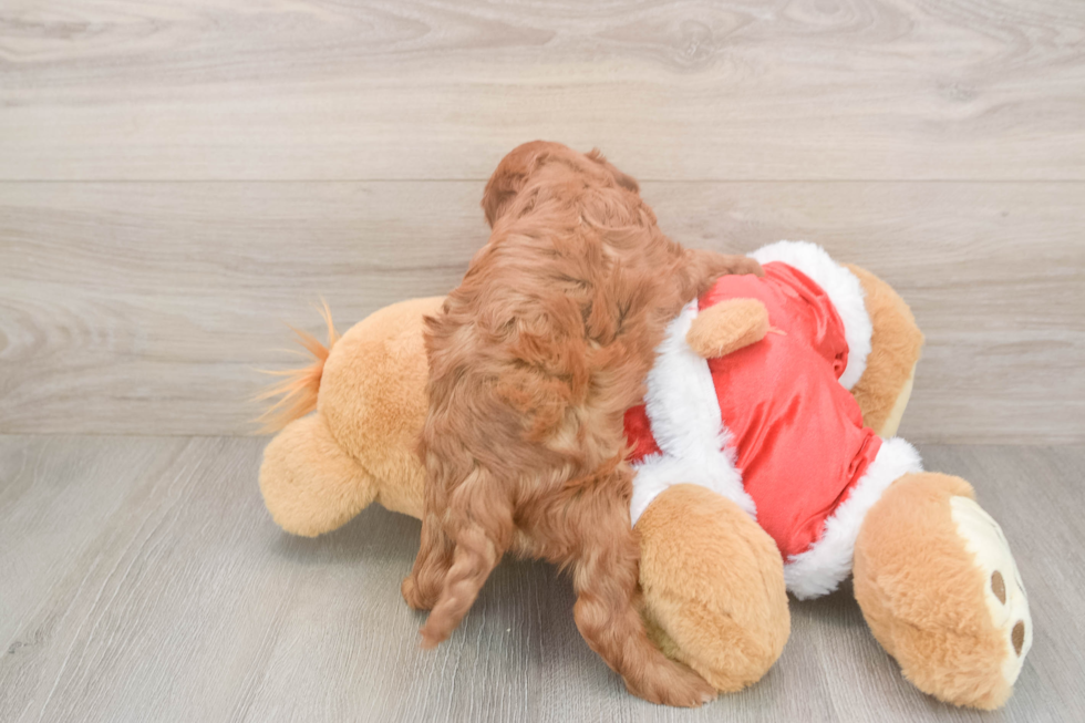 Happy Mini Irish Doodle Baby