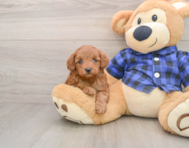 9 week old Mini Irish Doodle Puppy For Sale - Lone Star Pups