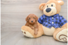 Popular Mini Irish Doodle Poodle Mix Pup