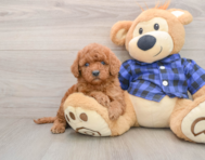 7 week old Mini Irish Doodle Puppy For Sale - Lone Star Pups