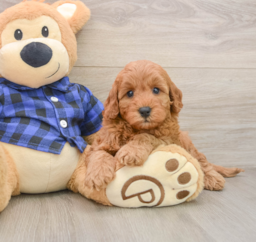 5 week old Mini Irish Doodle Puppy For Sale - Lone Star Pups