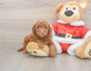 5 week old Mini Irish Doodle Puppy For Sale - Lone Star Pups