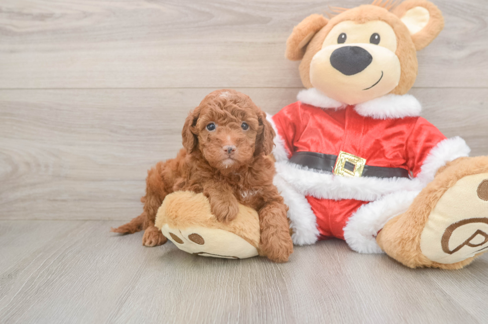 8 week old Mini Irish Doodle Puppy For Sale - Lone Star Pups