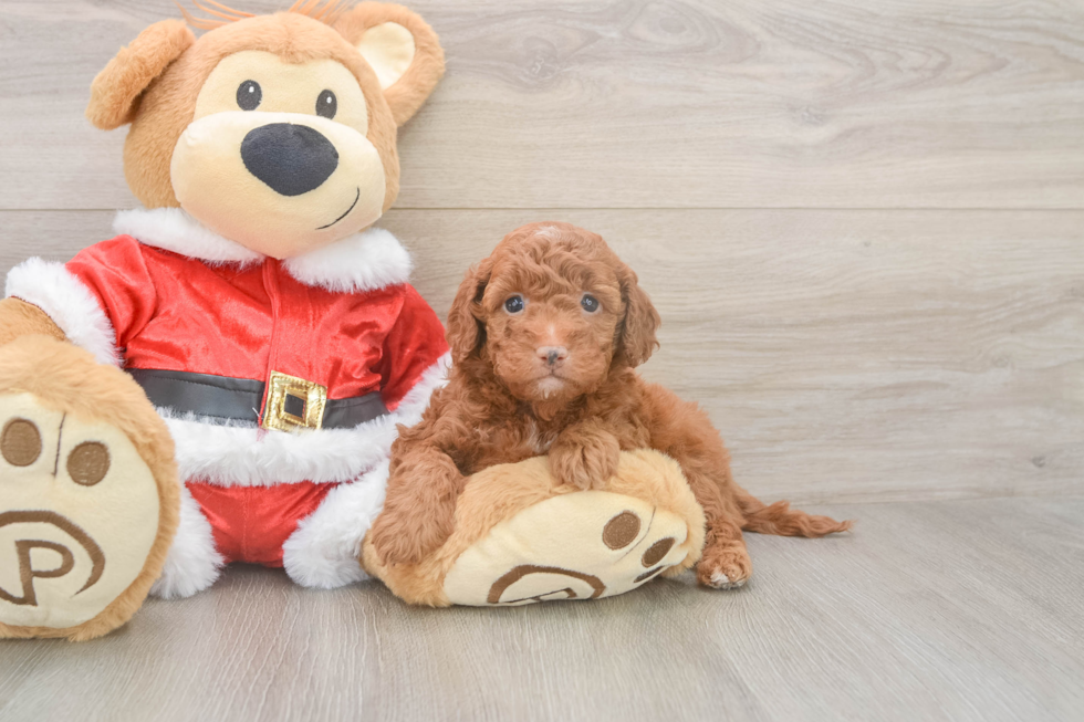 Little Setterdoodle Poodle Mix Puppy