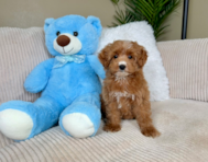9 week old Mini Irish Doodle Puppy For Sale - Lone Star Pups