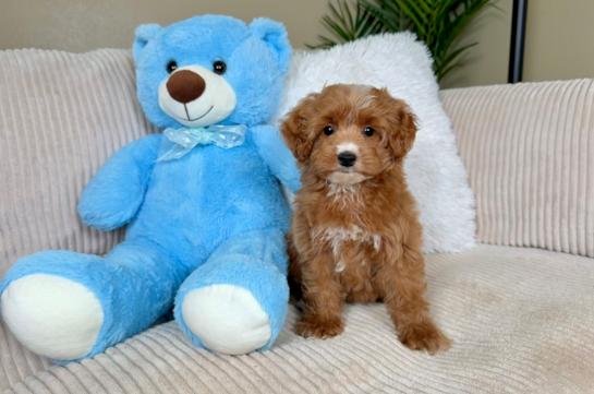Mini Irish Doodle Pup Being Cute